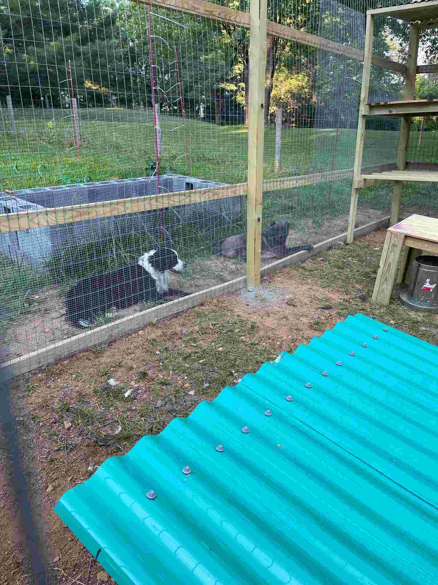 Dogs watching the chickens